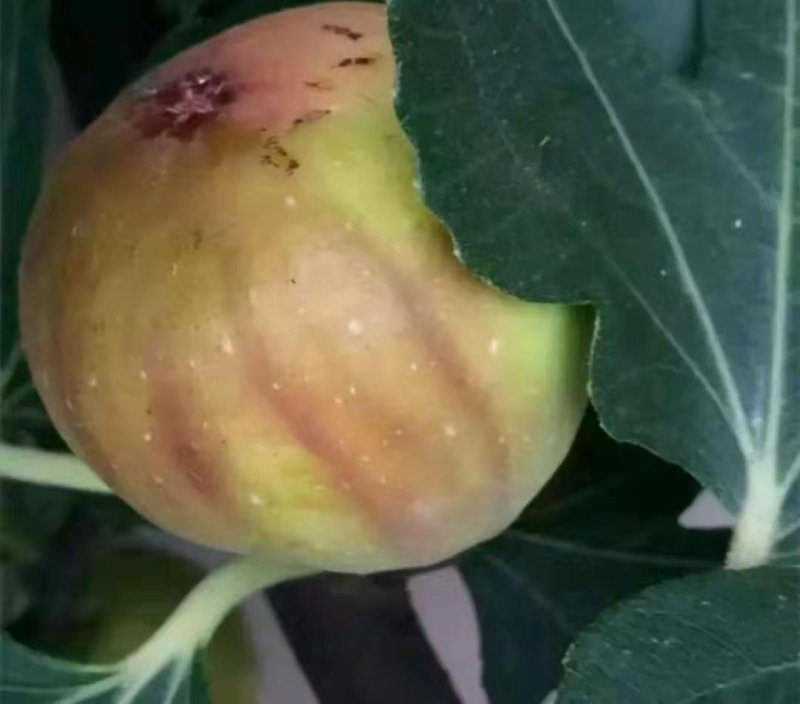 布兰瑞克无花果苗【速生生长速度结果快】成活率高