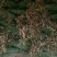 黄花倒水莲，规格.30到40公分