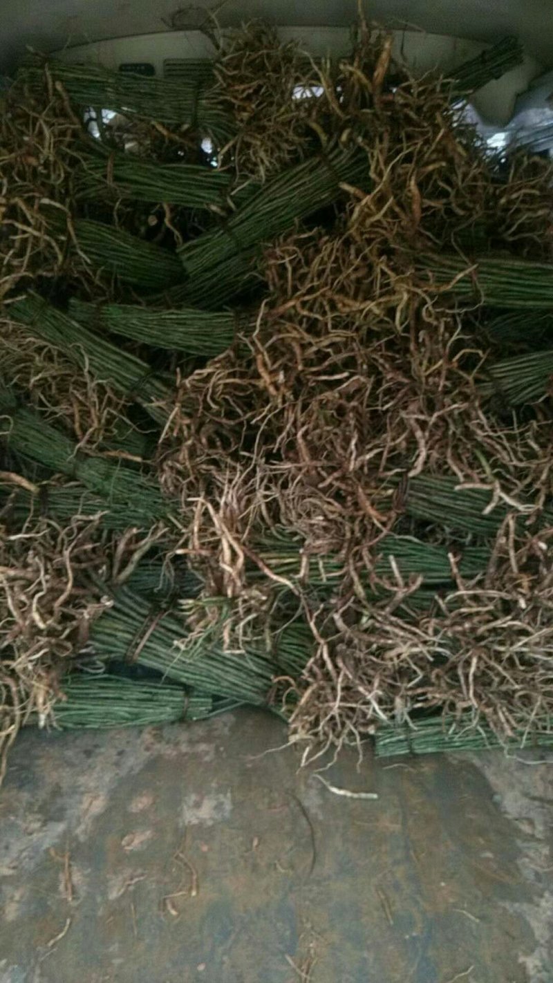黄花倒水莲，规格.30到40公分