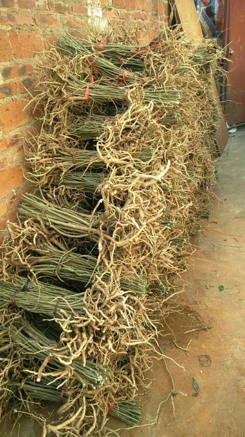 黄花倒水莲，规格.30到40公分