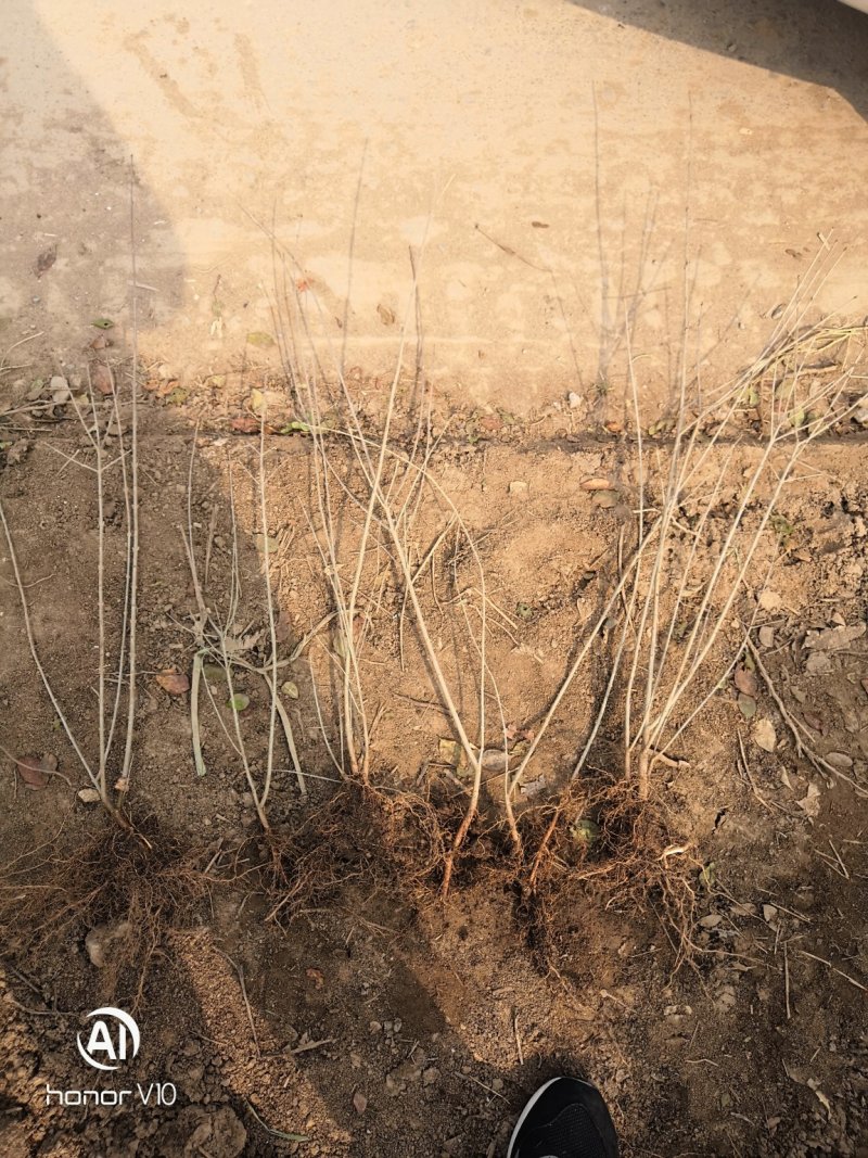 水蜡青叶水蜡金叶水蜡适合东北新疆地带耐寒