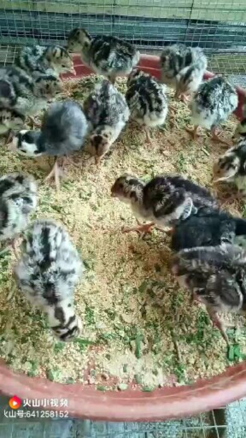 火鸡苗贝帝娜火鸡苗青铜火鸡苗
