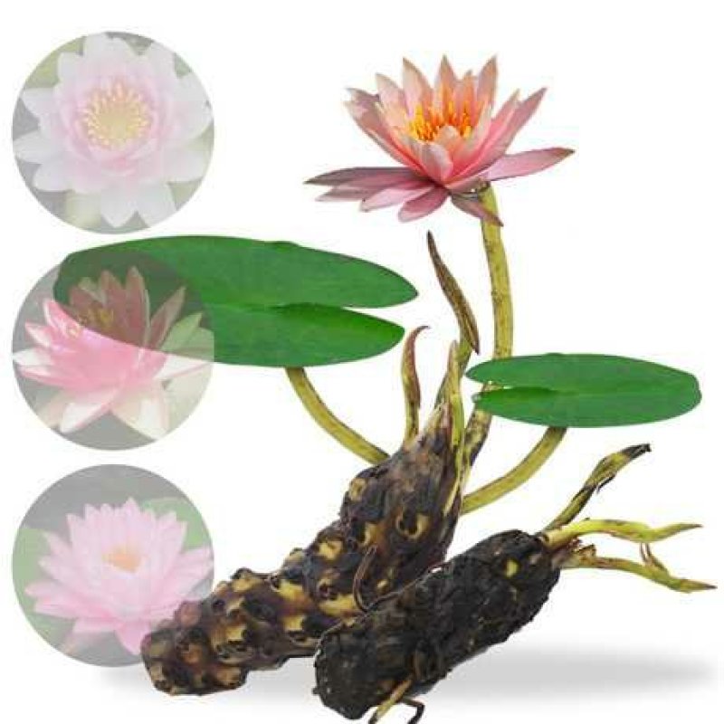 睡莲精品荷花睡莲根块热带睡莲耐寒睡莲品种多批发价