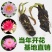 睡莲精品荷花睡莲根块热带睡莲耐寒睡莲品种多批发价
