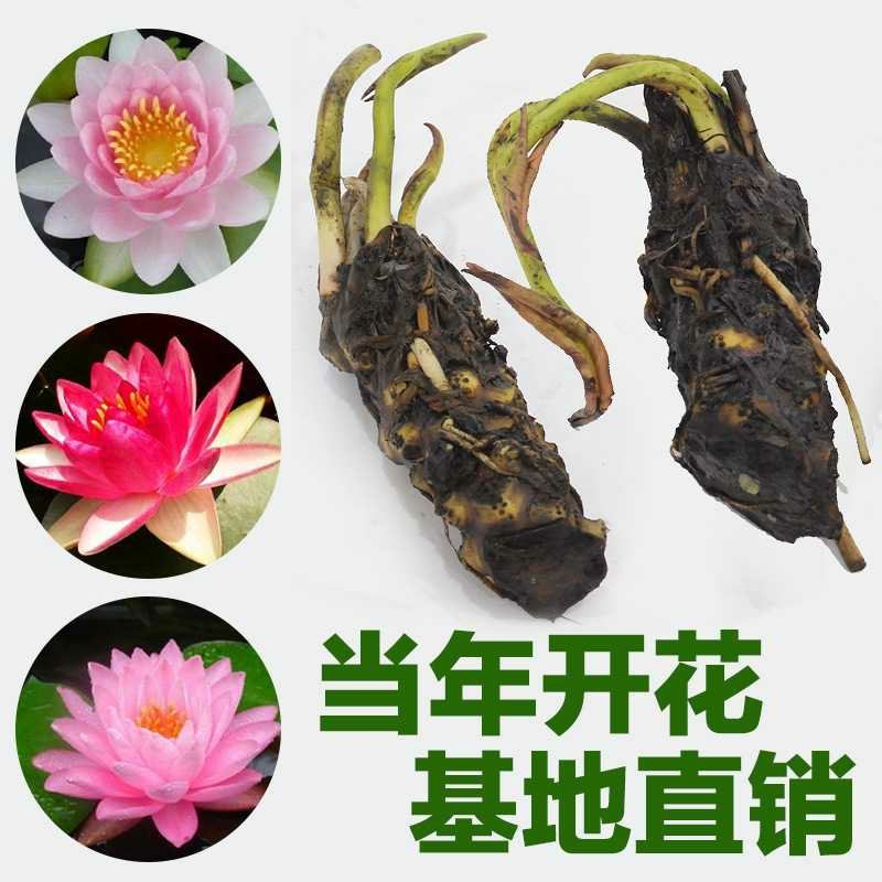 睡莲精品荷花睡莲根块热带睡莲耐寒睡莲品种多批发价