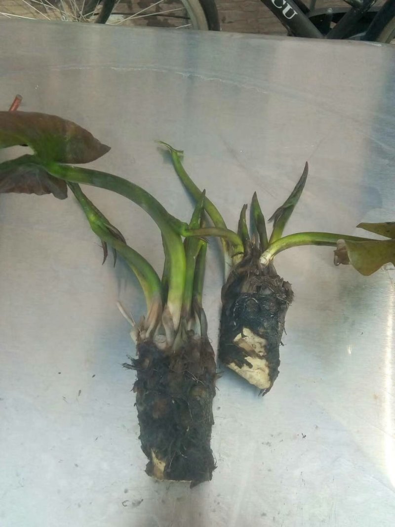 睡莲精品荷花睡莲根块热带睡莲耐寒睡莲品种多批发价