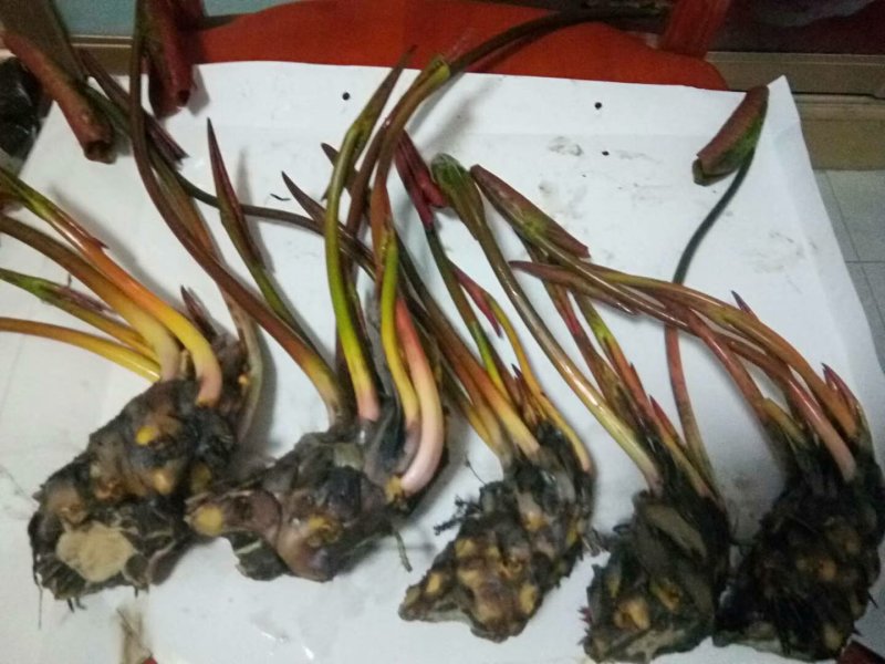 睡莲精品荷花睡莲根块热带睡莲耐寒睡莲品种多批发价