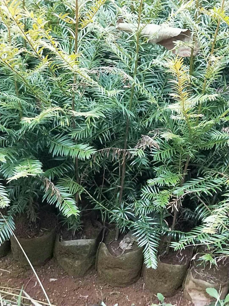 红豆杉大苗