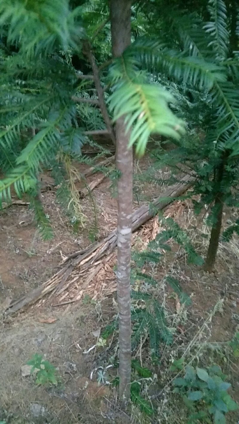 红豆杉大苗