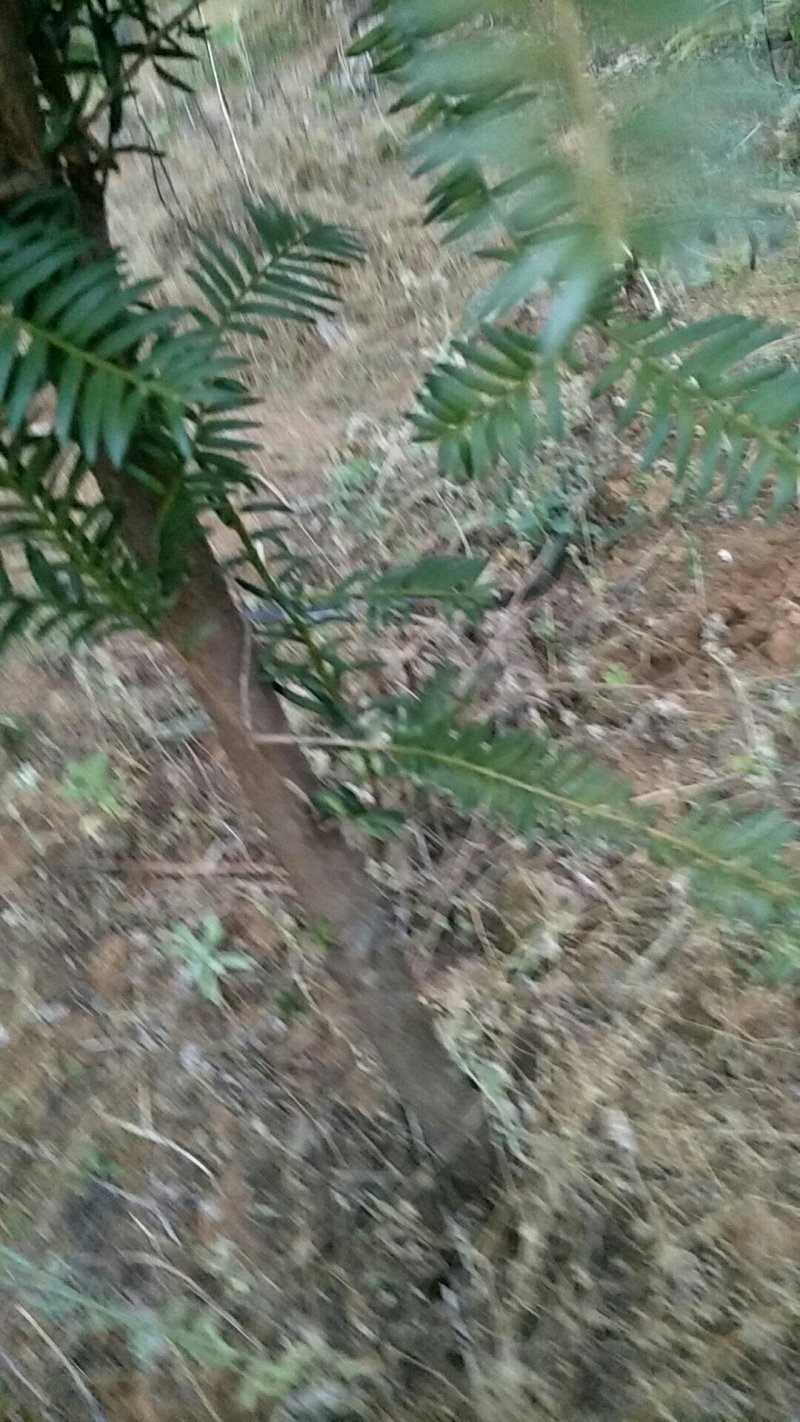 红豆杉大苗