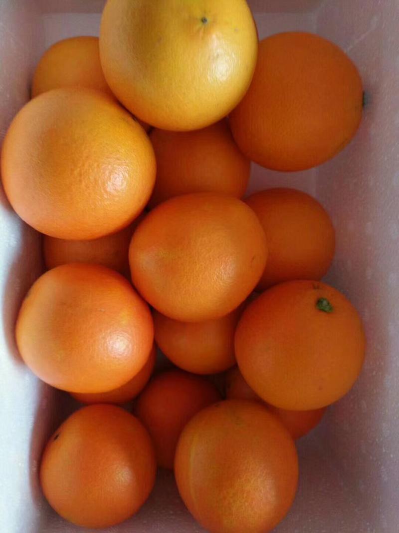中华红血橙产地直销看货装货保质保量