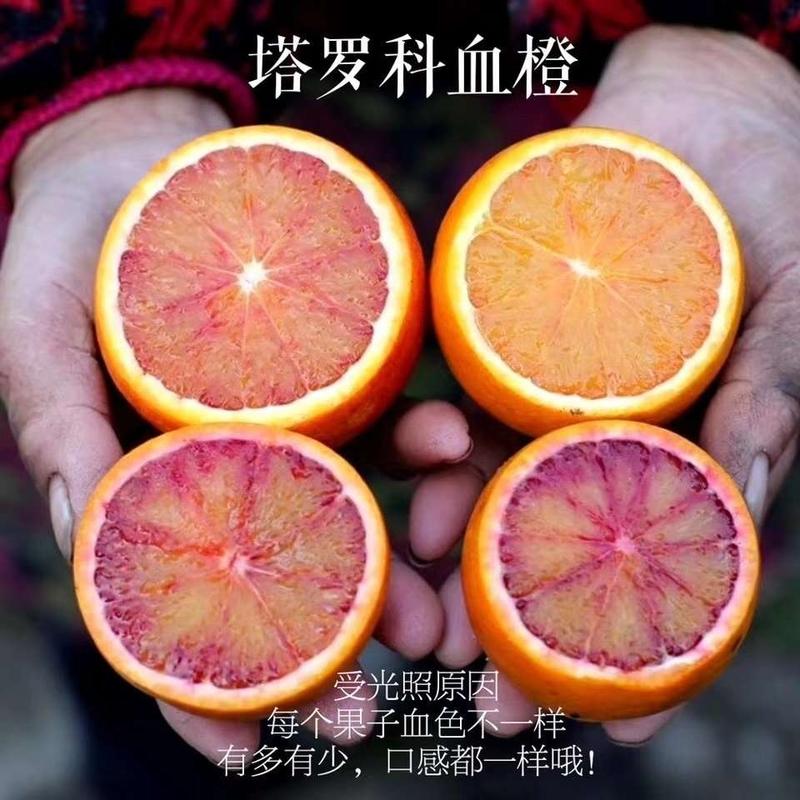 中华红血橙产地直销看货装货保质保量