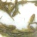 草鱼苗