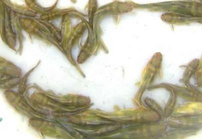草鱼苗