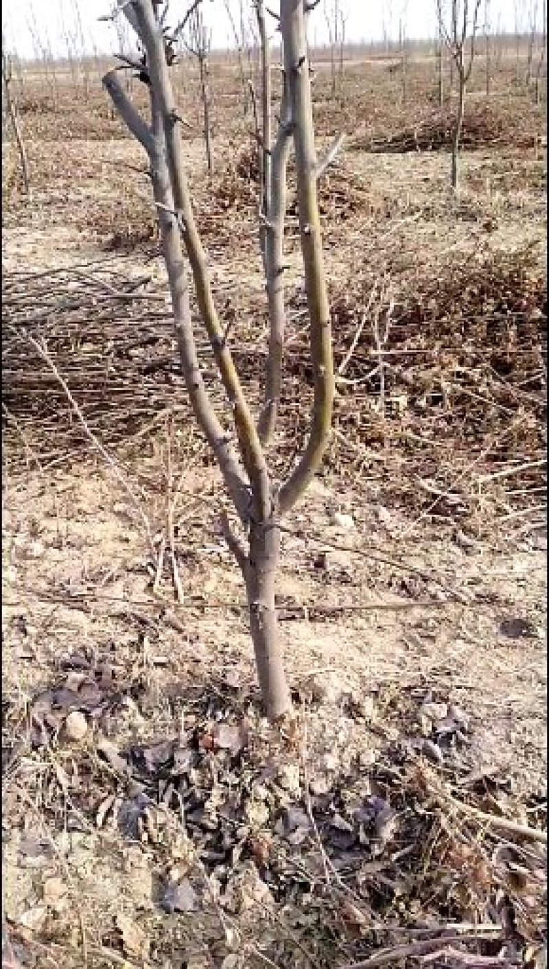 6789占地梨树大量有货，要的抓紧联系了。