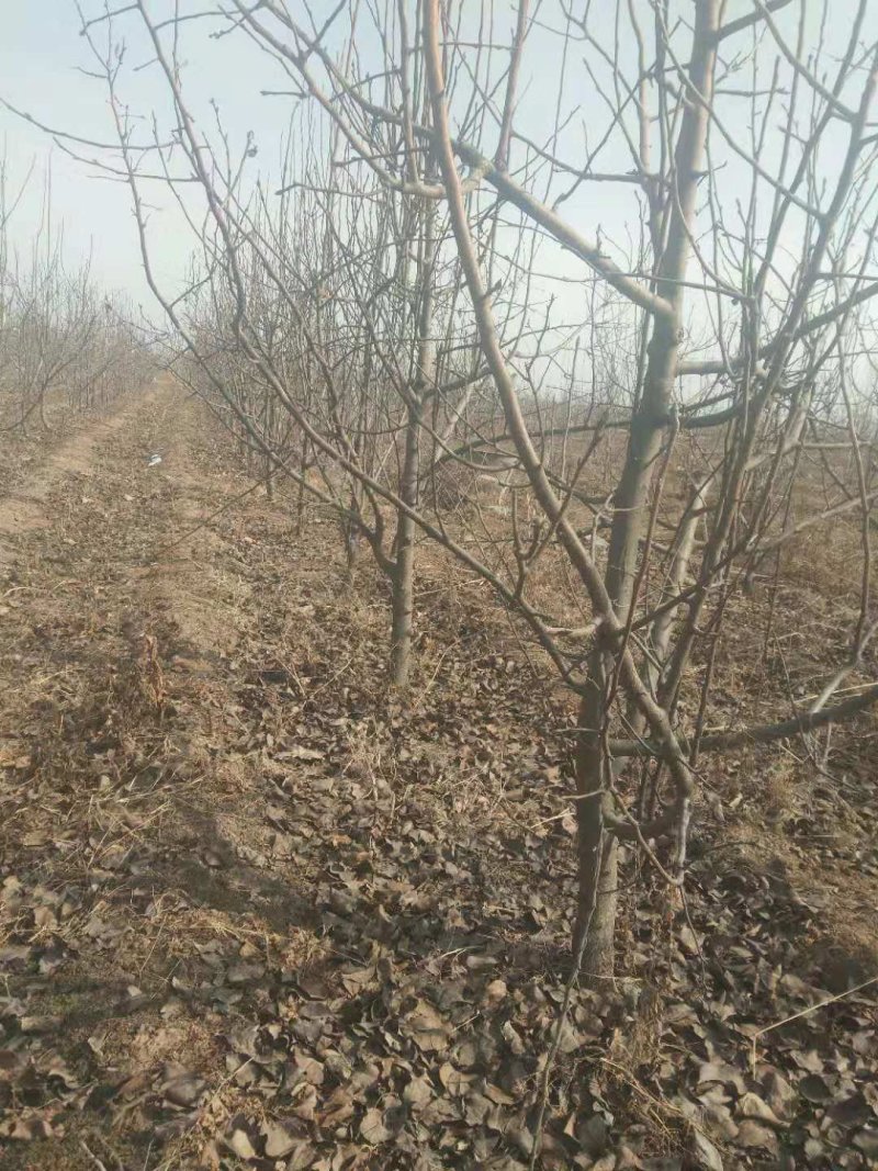 6789占地梨树大量有货，要的抓紧联系了。