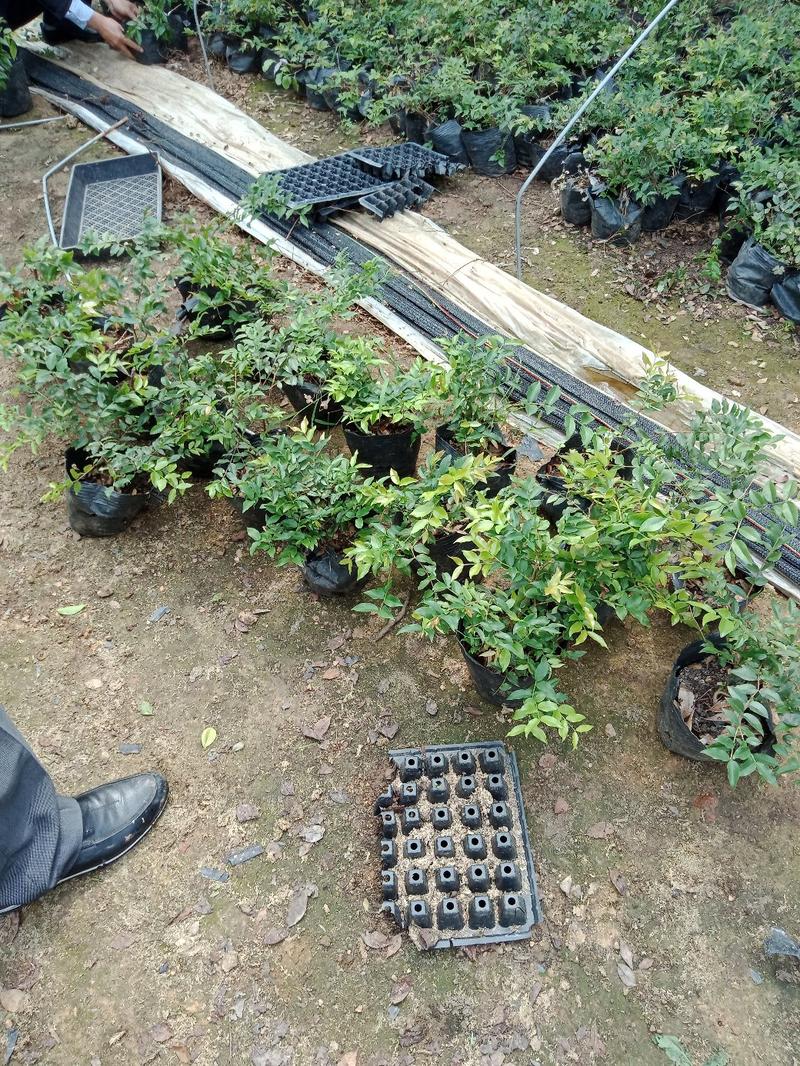 嘉宝果苗树葡萄苗品种保证纯度免费提供种植技术