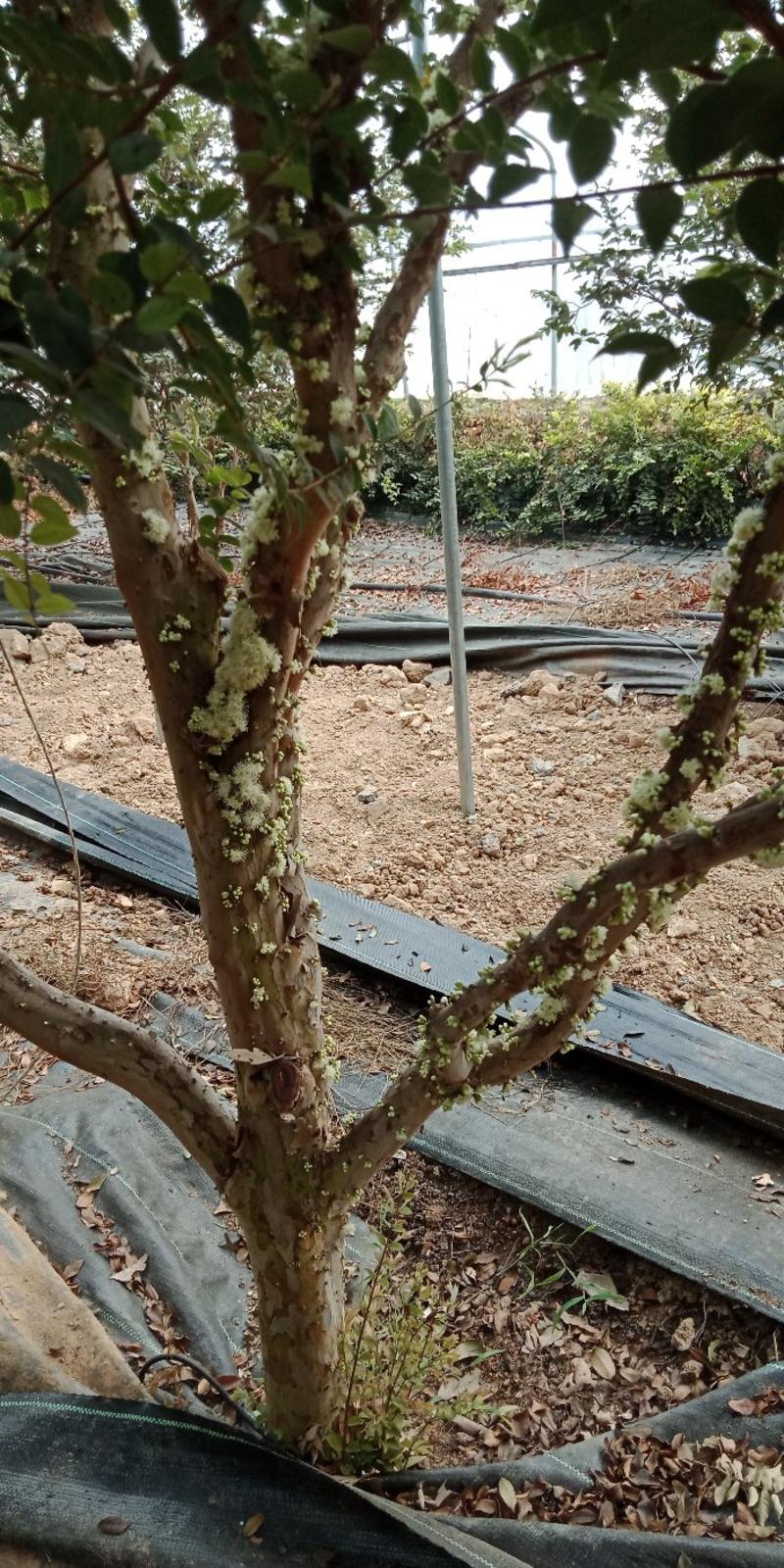 嘉宝果苗树葡萄苗品种保证纯度免费提供种植技术