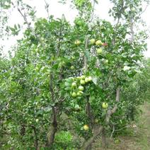 枣树各种品种，枣树苗嫁接枣树活苗当年结果南方北方庭院种植