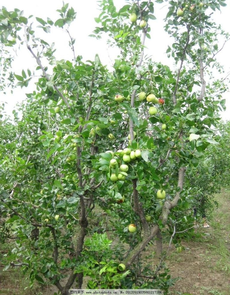 枣树各种品种，枣树苗嫁接枣树活苗当年结果南方北方庭院种植