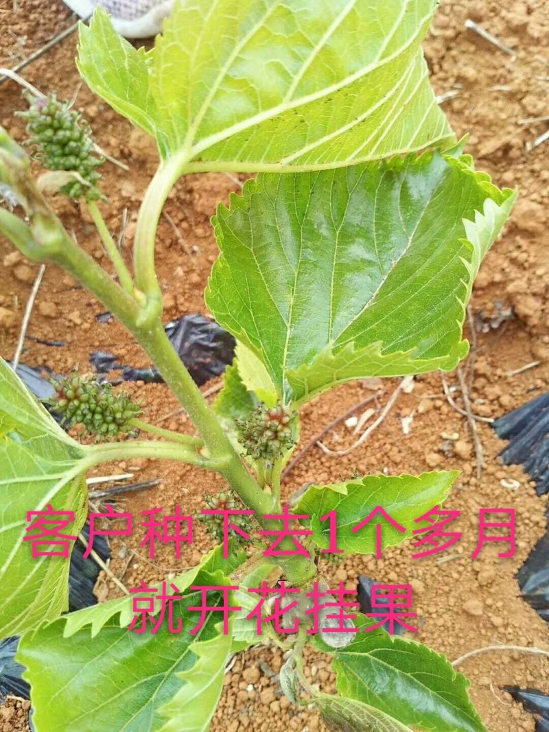 果桑苗无籽大十桑树苗现挖已嫁接包成活提供技术协助销售