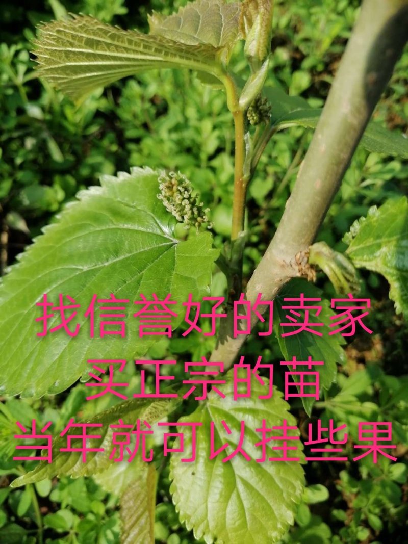 果桑苗无籽大十桑树苗现挖已嫁接包成活提供技术协助销售
