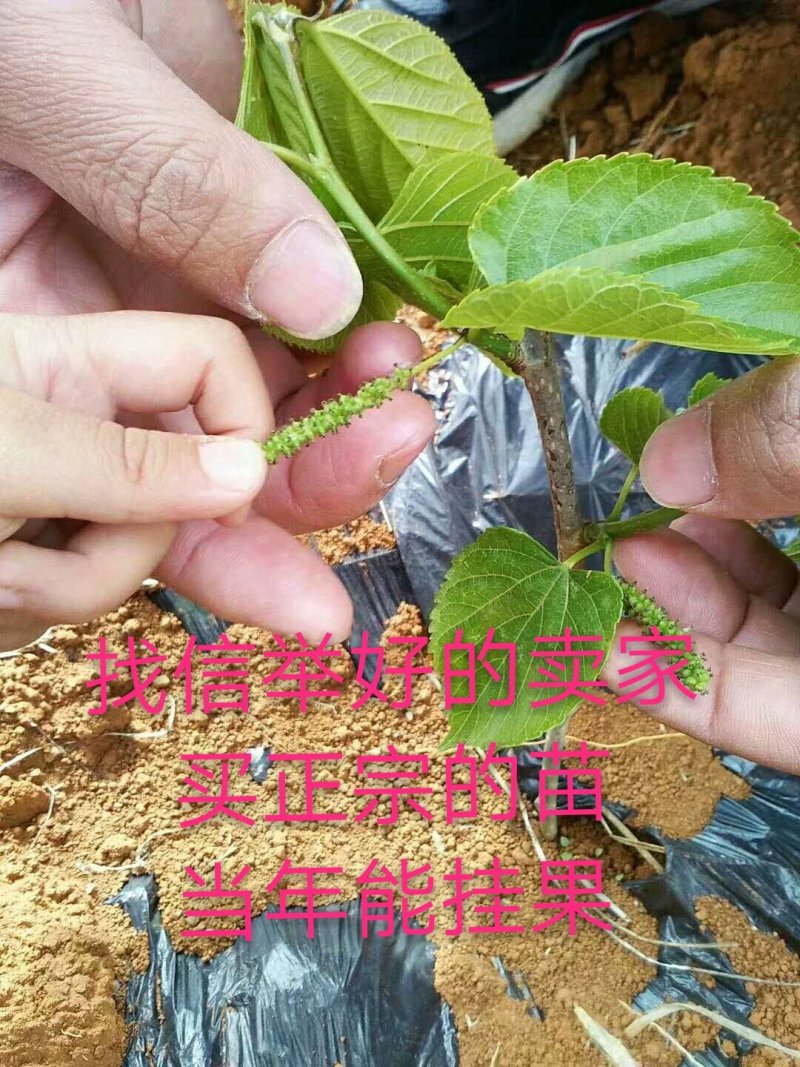 果桑苗桑树苗台湾长果桑苗现挖苗技术指导