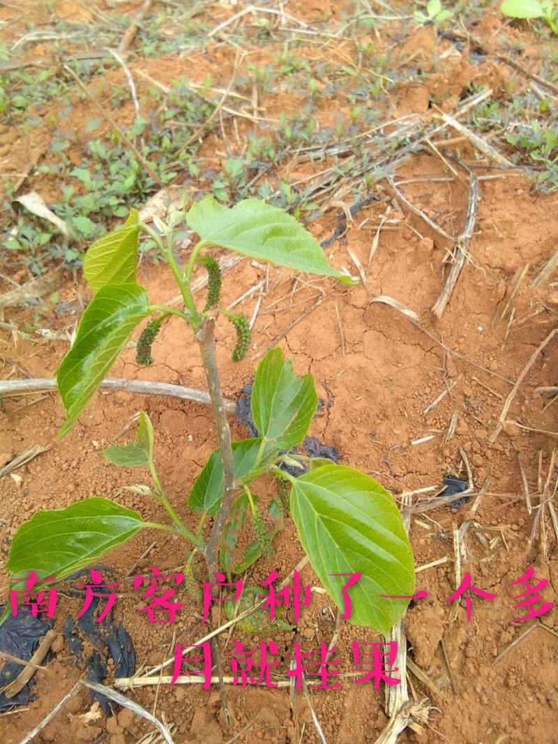 果桑苗桑树苗台湾长果桑苗现挖苗技术指导