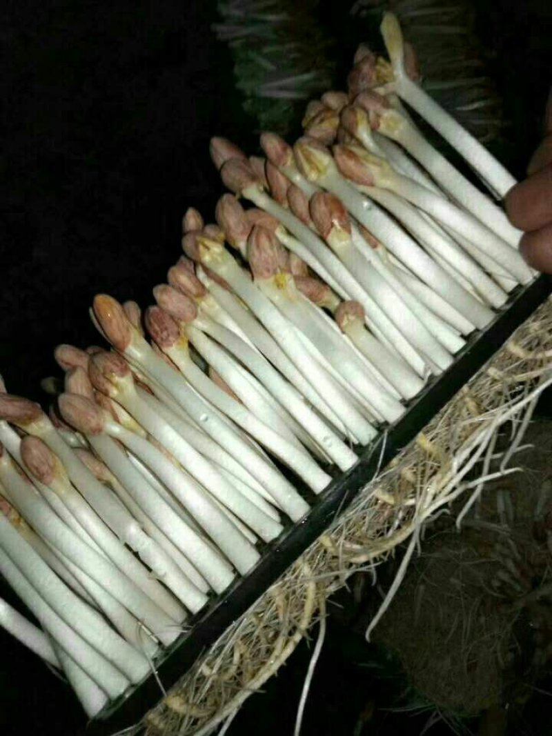 几千块就能在家创业每平日产200斤/月入几万水培花生芽