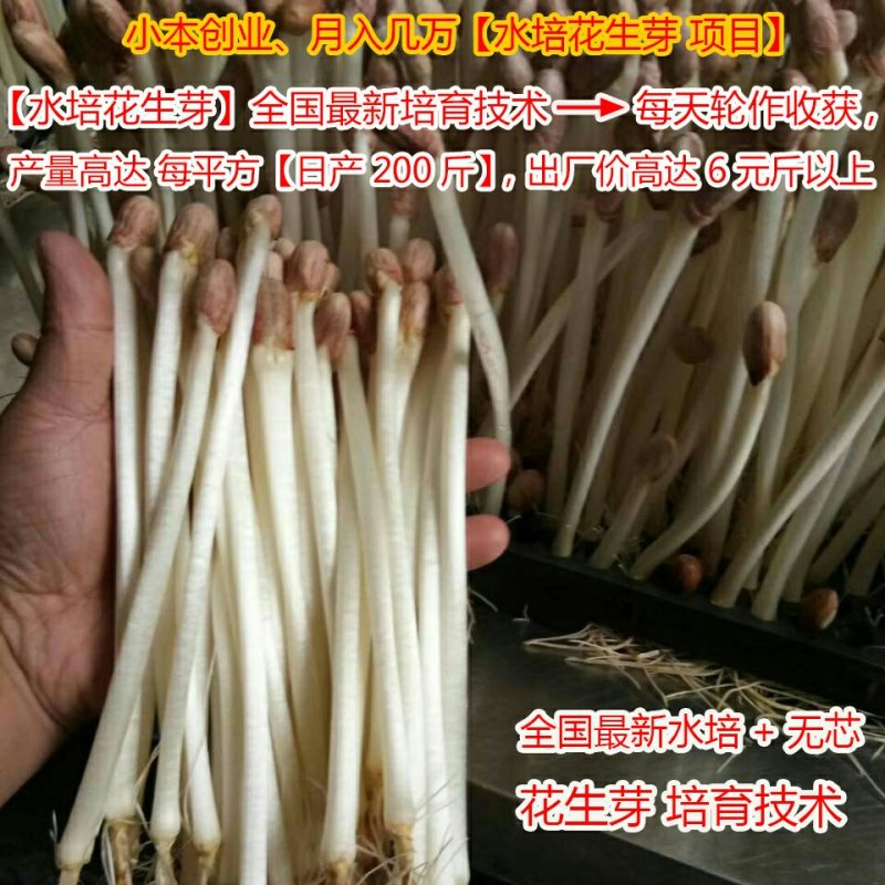 几千块就能在家创业每平日产200斤/月入几万水培花生芽
