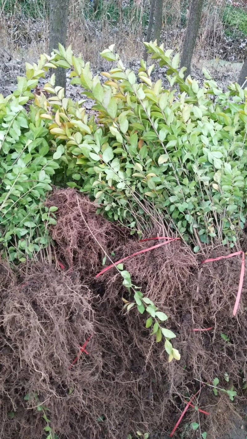 金叶女贞绿篱色块苗营养杯苗地栽苗苗圃大量供应