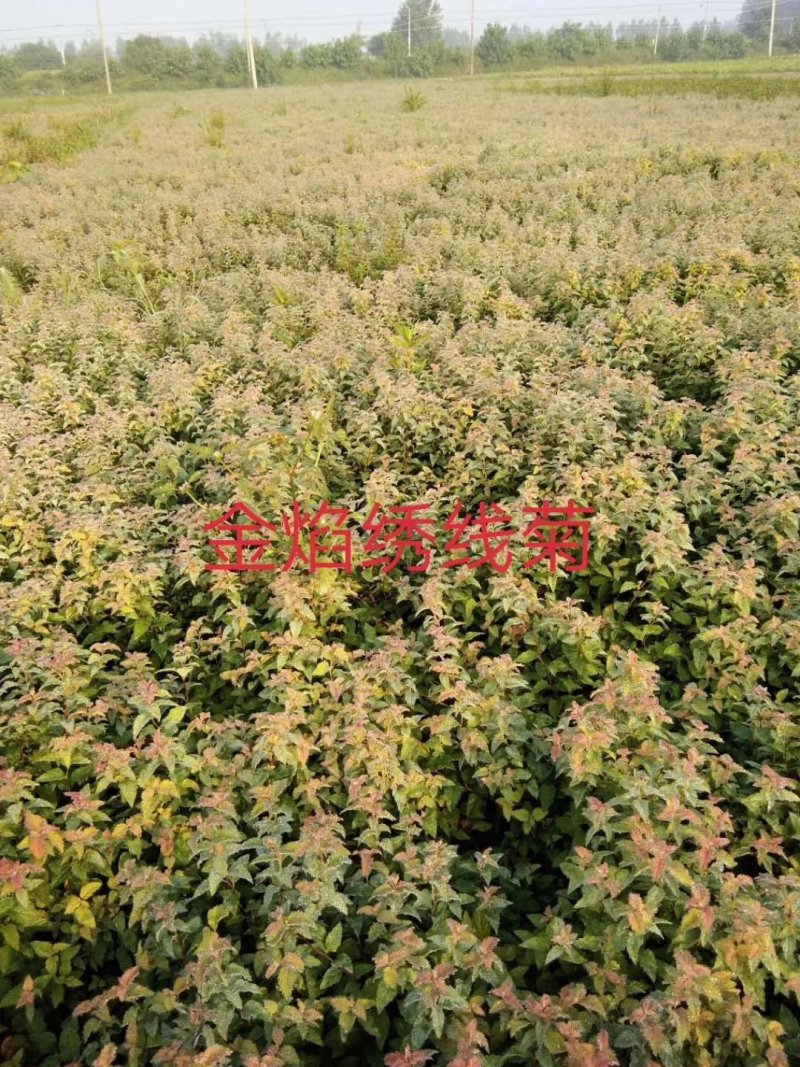 金山绣线菊金焰绣线菊青叶绣线菊粉花绣线菊绣线菊