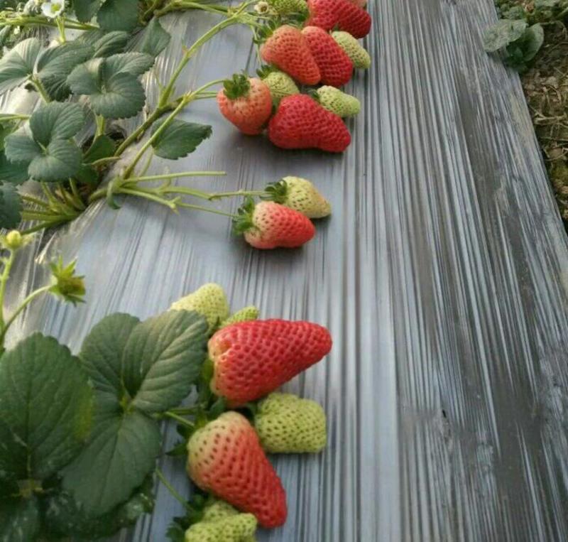 牛奶草莓奶油草莓玫瑰香草莓妙香草莓