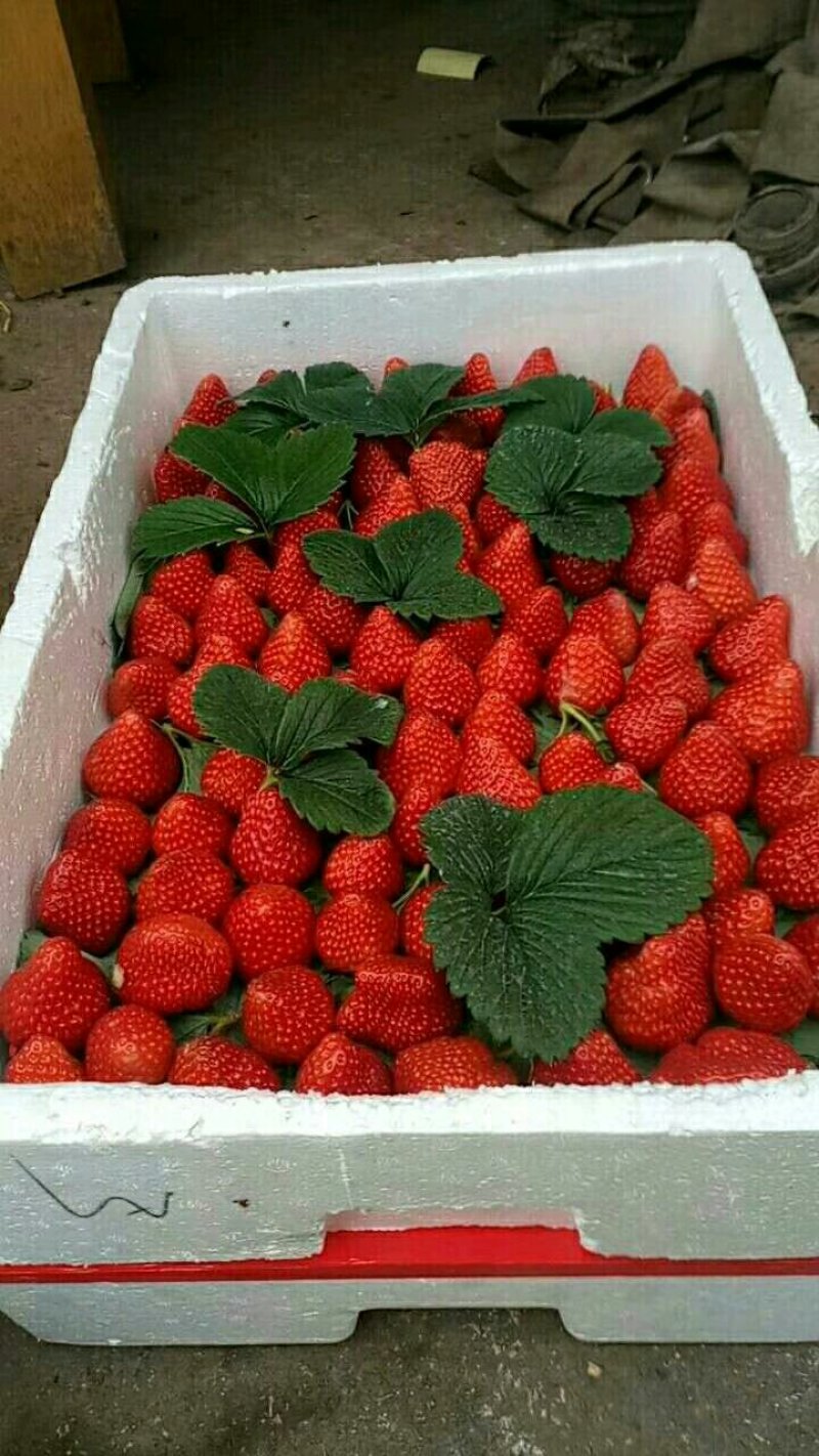 牛奶草莓奶油草莓玫瑰香草莓妙香草莓