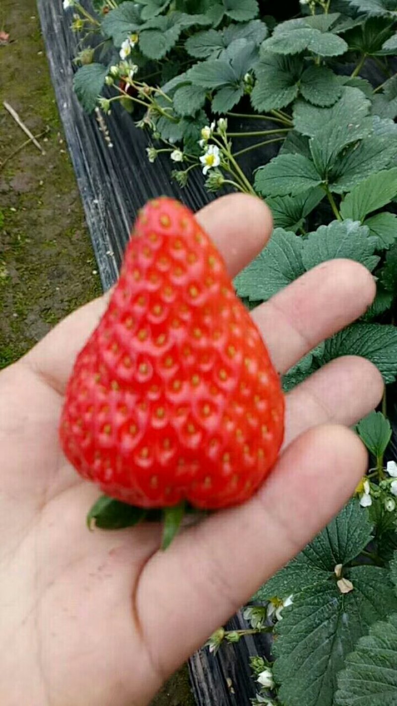 牛奶草莓奶油草莓玫瑰香草莓妙香草莓