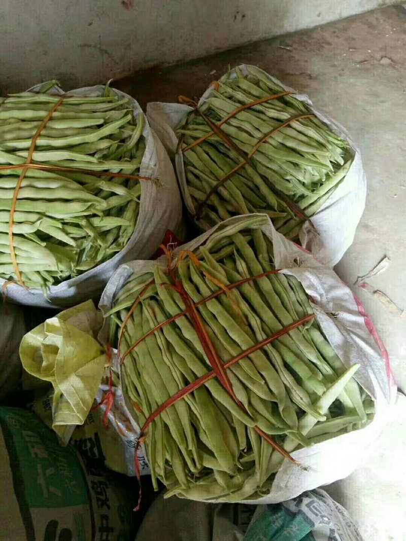 白芸豆大量上市产地直销货源充足质量好