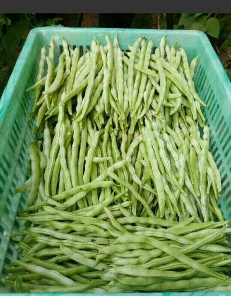 白芸豆大量上市产地直销货源充足质量好