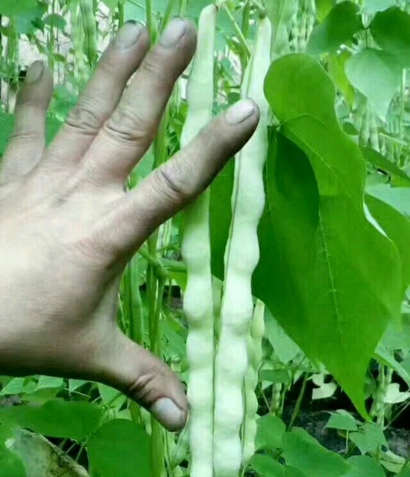 白芸豆大量上市产地直销货源充足质量好