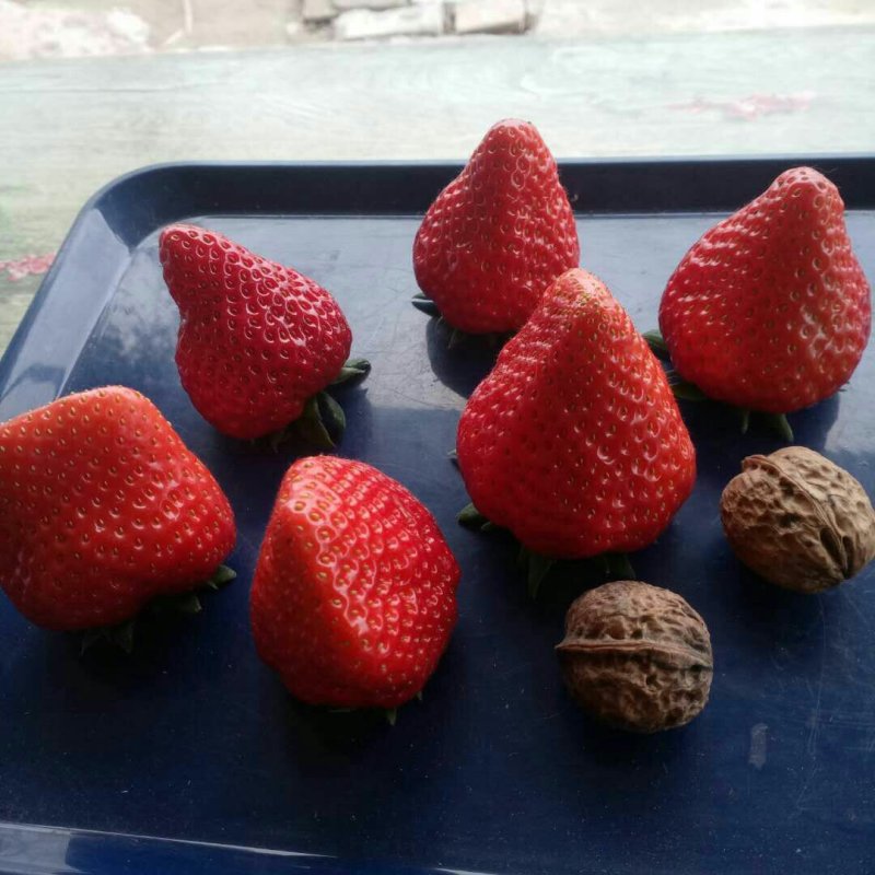 红颜草莓巧克力草莓现摘现发