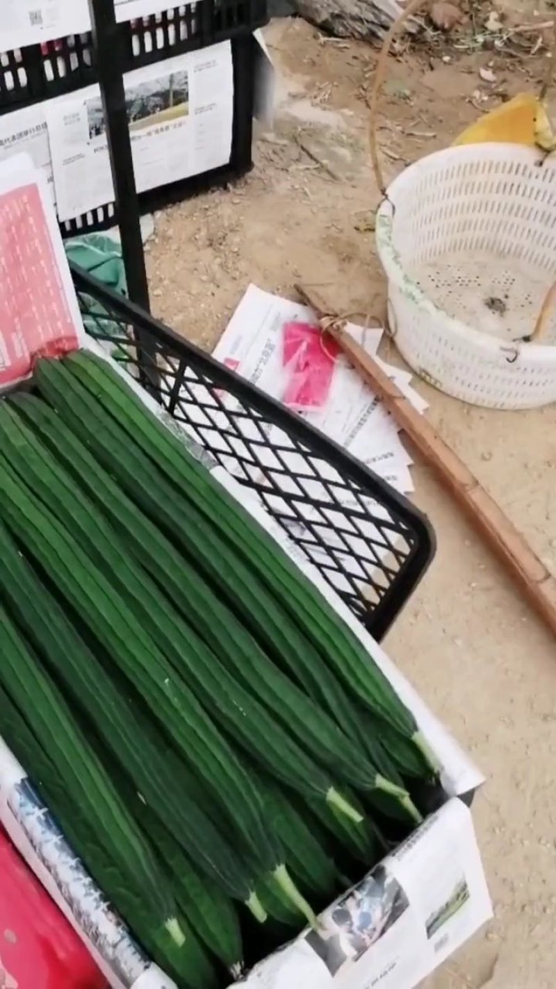 海南长丝瓜