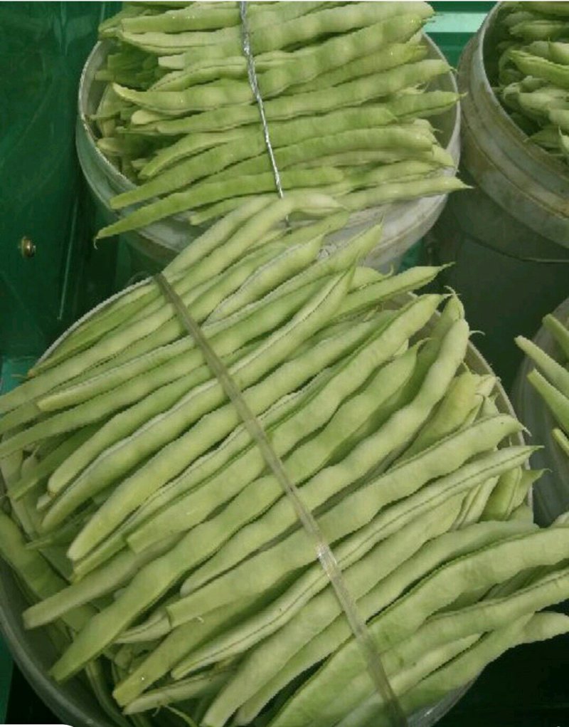 优质芸豆大量上市产地直销货源充足价格便宜新鲜现摘