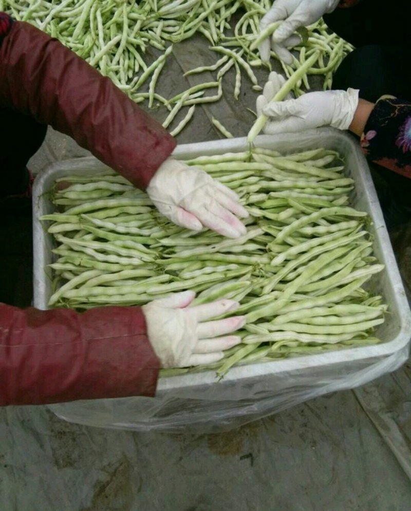 优质芸豆大量上市产地直销货源充足价格便宜新鲜现摘