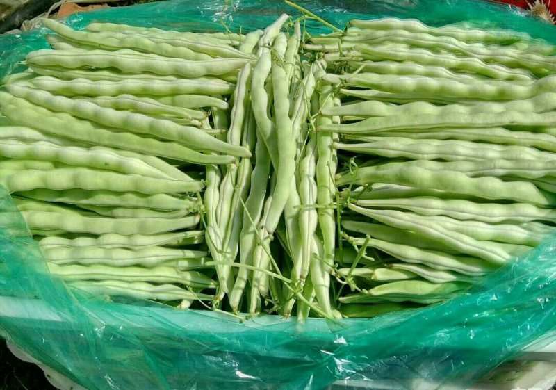 优质芸豆大量上市产地直销货源充足价格便宜新鲜现摘