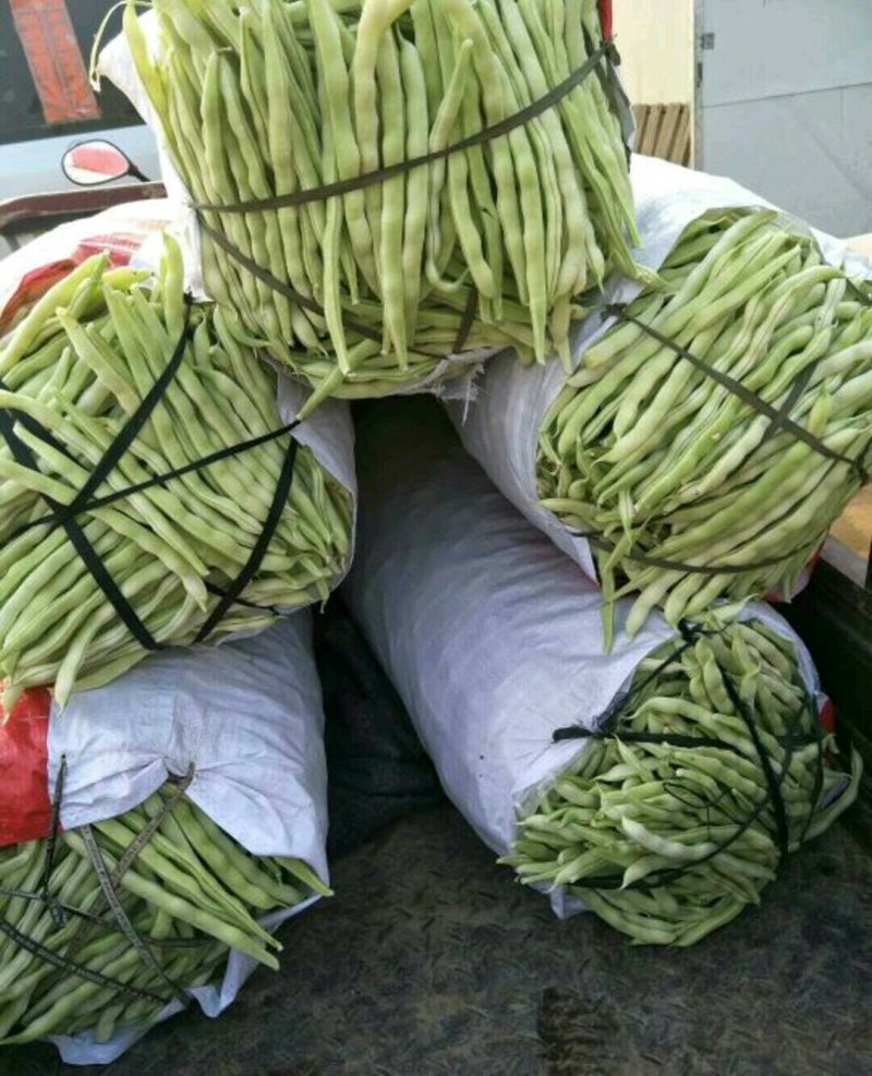 优质芸豆大量上市产地直销货源充足价格便宜新鲜现摘