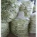 优质芸豆大量上市产地直销货源充足价格便宜新鲜现摘