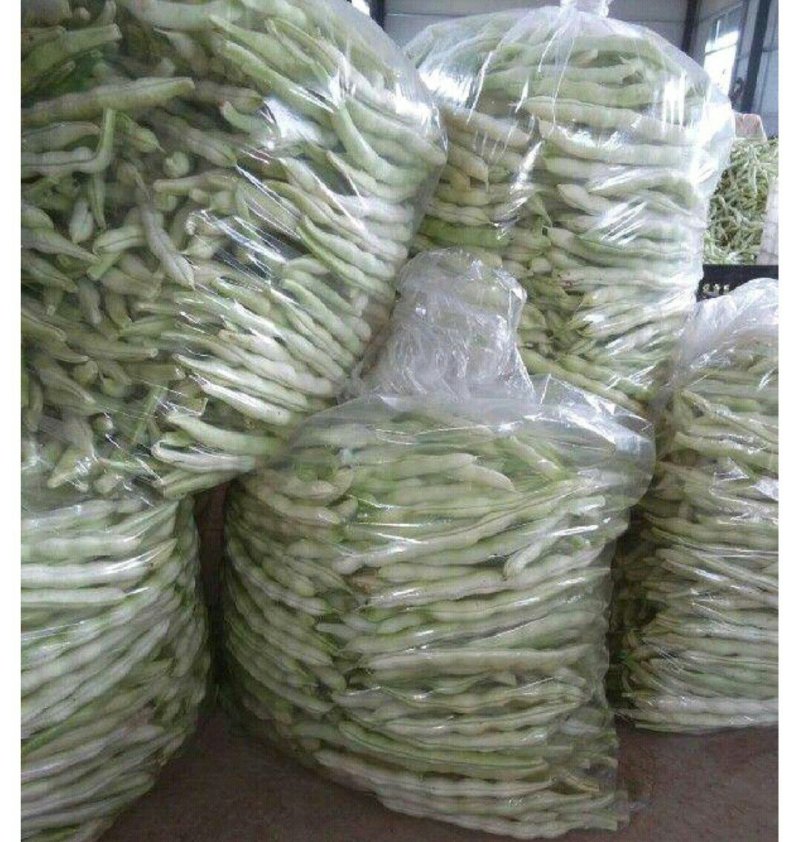 优质芸豆大量上市产地直销货源充足价格便宜新鲜现摘