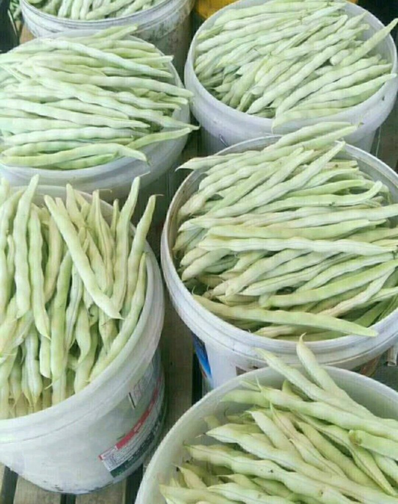 优质芸豆大量上市产地直销货源充足价格便宜新鲜现摘
