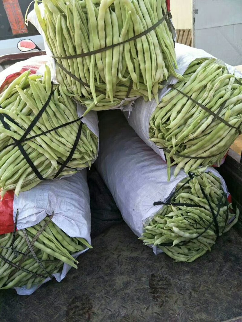 优质芸豆大量上市产地直销货源充足价格便宜新鲜现摘