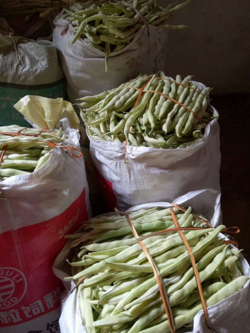优质芸豆大量上市产地直销货源充足价格便宜新鲜现摘