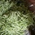 优质芸豆大量上市产地直销货源充足价格便宜新鲜现摘